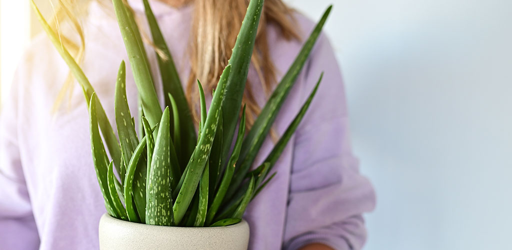 Hogyan gondozd az Aloe Verá-t?